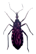 DOENÇA DE CHAGAS