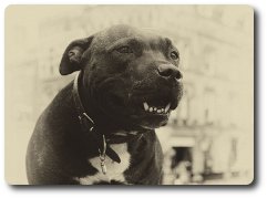 Cachorro louco, raiva canina, raiva do morcego, hidrofobia