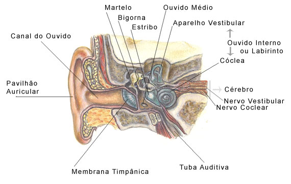 Ouvido