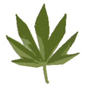 MACONHA - INFLUÊNCIA NA SEXUALIDADE